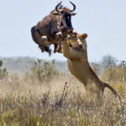 lion-hunting-wildebeest-rungo-safaris