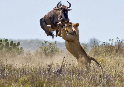 lion-hunting-wildebeest-rungo-safaris