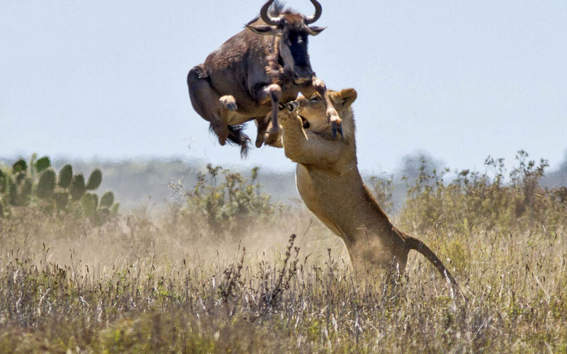 lion-hunting-wildebeest-rungo-safaris