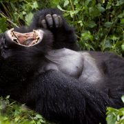 rwanda-rungo-safaris