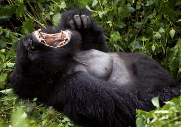 rwanda-rungo-safaris