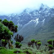 rwenzori-rungo-safari