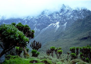 rwenzori-rungo-safari