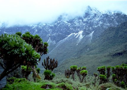 rwenzori-rungo-safari