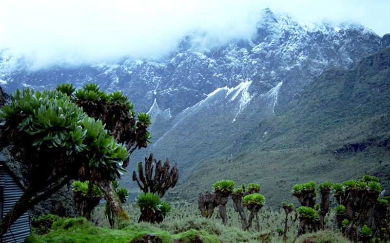 rwenzori-rungo-safari